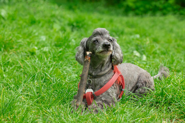 small dog with stick playful domestic pet in walking time outdoor park environment space