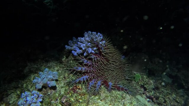 Crown of thorns starfish feeds on coral at night
