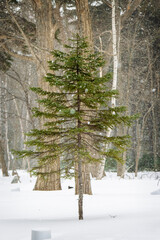 Fir Tree in the Heart of Winter pictured on a Snowing Day concept of new beginning or Christmas tree