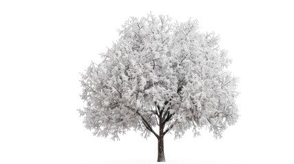 A tree covered in snow on a white background