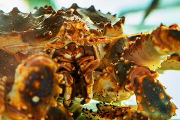 Close-up of a giant crab's mouthparts and cephalothorax, showcasing intricate marine life