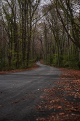 road in autumn forest