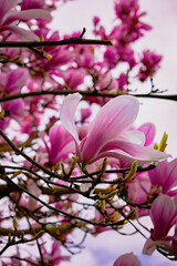 pink and white magnolia flowers