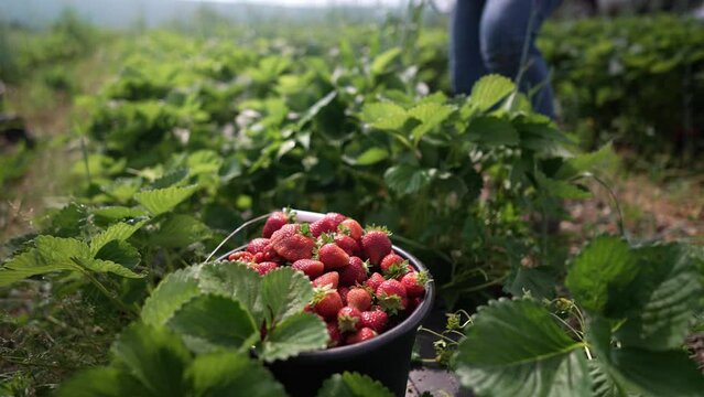 Closeup of freshly picked strawberries with farmer picking berries in blurry distance.
