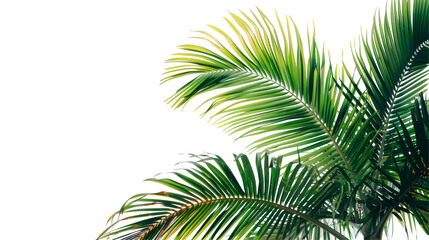 Fototapeta premium A palm tree with green leaves is shown on transparent or white background