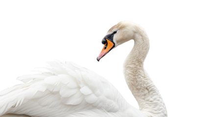 A white swan is laying on its back with its head up on transparent or white background