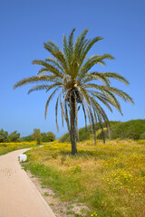 Fototapeta premium large spreading palm tree under it in a park on a sunny summer day
