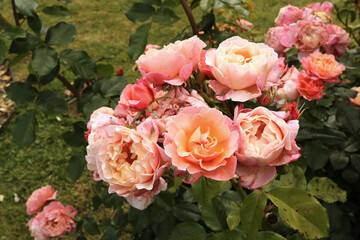 Rosier Criterion de couleur rose soutenue