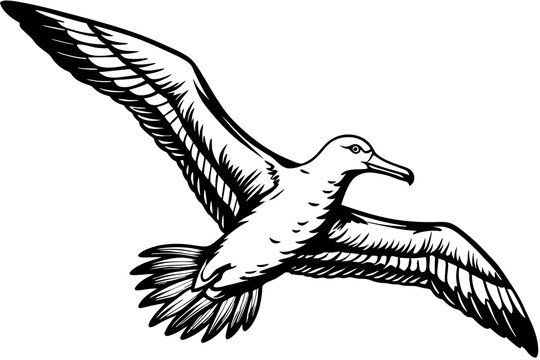 recommend clip art:  flying albatross whole vector art illustration