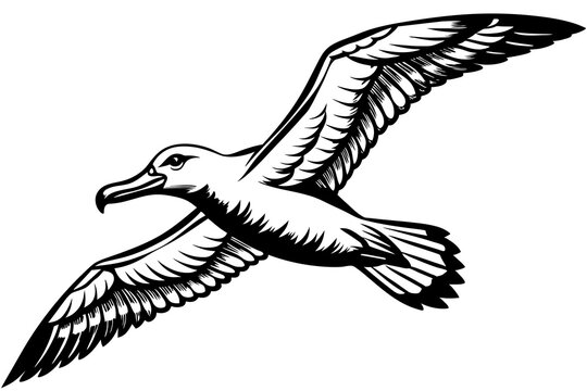 recommend clip art:  flying albatross whole vector art illustration