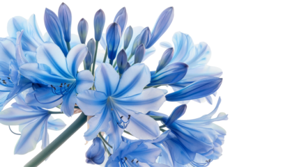 A close up of a blue flower with on transparent or white background