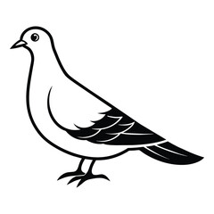 dove isolated on white