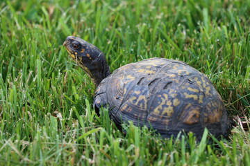 A box turtle walking through grass