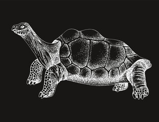 Fototapeta premium Pinta island turtle colorful sketch