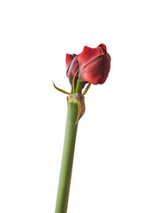 Hippeastrum (amaryllis) "Scarlet Nymph"  on white background