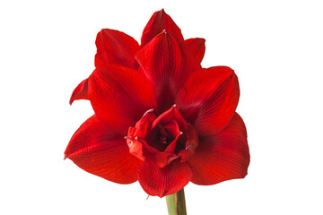 Hippeastrum (amaryllis) "Scarlet Nymph"  on white background