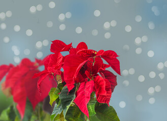 Christmas symbol red poinsettia  (Euphorbia pulcherrima)