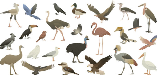Different species of birds with wings isolated on white background. Color vector illustrations of feathered vertebrate worldwide. Flying and flightless feathery of the world.