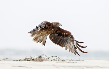 Brahminy kite (juvenile) in flight.this photo was taken from Bangladesh.