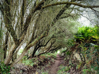 Weg mit B&auml;umen in Frankreich