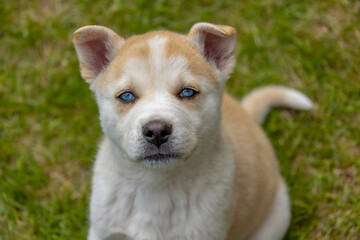 A fluffy puppy with a brown and white coat and bright blue eyes sits attentively on the grass.  This mixed breed dog could be part Siberian Husky and Akita.