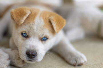 A close-up of an adorable Huskita puppy with striking blue eyes and a white and tan coat, resting on a soft surface. The pup's expression is calm and slightly inquisitive, capturing tranquility.