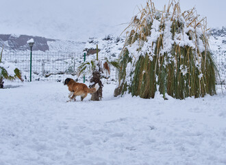 saint bernard dog running next to a plant playing in the snow in Mendoza, Argentina