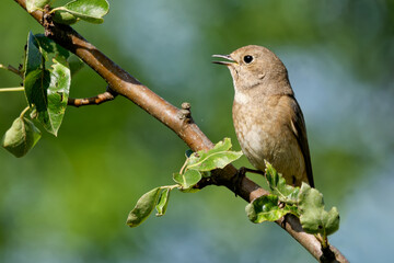 Gartenrotschwanz auf einem Ast