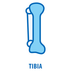 tibia Icon simple and easy to edit for your design elements