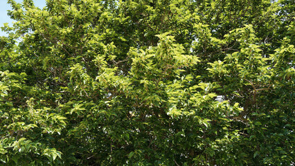 Feuillage luxuriant d'un arbre de Mûrier blanc ou mûrier de Chine (Morus alba)