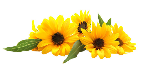 Yellow Sunflowers Isolated White Background