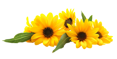yellow sunflowers isolated on white background or transparent png