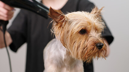In a special grooming salon, a cute dog is dried with a hairdryer after a bath. A groomer takes care of a small puppy's fur. Concept for pet hygiene, veterinary medicine and professional care.