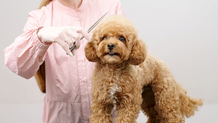 Close-up of a puppy in a professional pet grooming salon. A professional carefully cares for the fur and hygiene of a small animal.