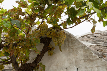 Trullo and grapes in Alberobello, Apulia, Italy.