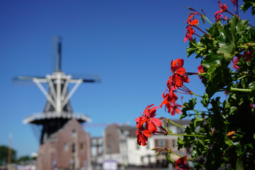 Close up of flowers in front of a windmill