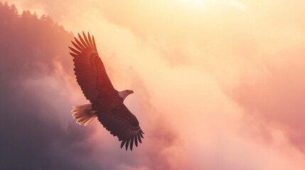 A bald eagle flying in sky at sunrise in wild.