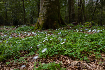 spring in the forest