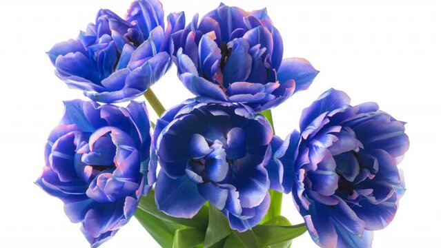 Amazing blue tulip flowers blooming on white background. 