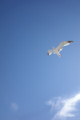 A white seagull with outstretched wings soars gracefully through a clear blue sky