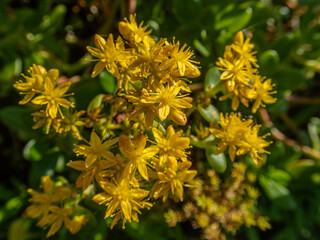 yellow flowers