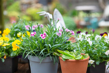pretty carnation in flowerpot and ccolorful viola with  gardening tools background in a garden