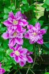 Fototapeta premium Clematis