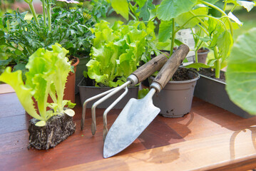 gardening tools a pot lof vegetable seedlings with lettuce in soil ready to plant on a wooden table...