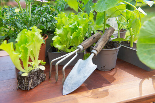 gardening tools a pot lof vegetable seedlings with lettuce in soil ready to plant on a wooden table -gardening  at springtime  concept