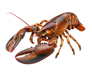 Close-up of a detailed and vibrant lobster showcasing its intricate shell and large claws on a white background.