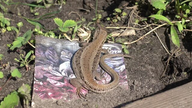 A common lizard basks in the sun, then eats some kind of insect