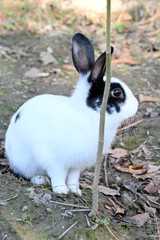closeup the white black young rabbit enjoy the nature on the grey brown background.