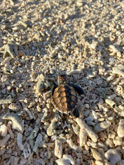 Tiny baby sea turtle hatchling making its way across a sandy beach filled with coral fragments, heading towards the ocean