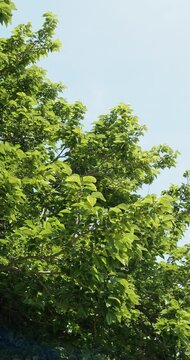(Morus alba) M&uuml;rier blanc ou m&ucirc;rier de Chine
